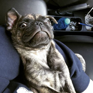 Lee, dog+fashion enthusiast, home decor conoisseur